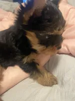 Lupy, a female Yorkshire Terrier for sale in Methuen, MA – 2 of 4