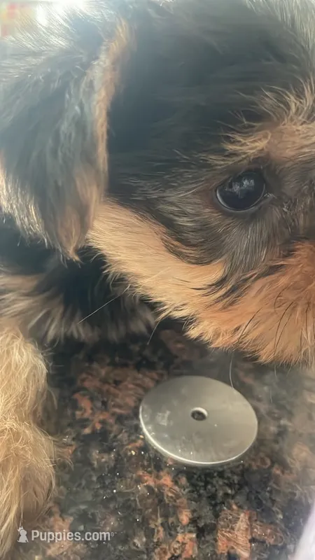 Mirlo – Yorkshire Terrier puppy for sale in Methuen, MA