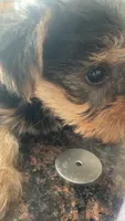 Mirlo, a male Yorkshire Terrier for sale in Methuen, MA – 1 of 2