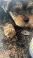Mirlo, a male Yorkshire Terrier for sale in Methuen, MA – 2 of 2