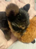 Lupy, a female Yorkshire Terrier for sale in Methuen, MA – 3 of 4
