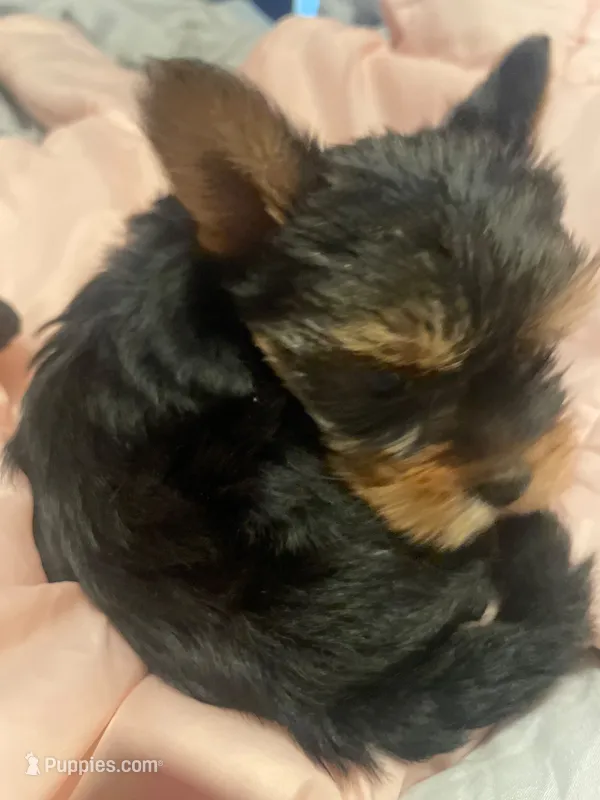 Lupy – Yorkshire Terrier puppy for sale in Methuen, MA