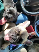 Dozer pending p u , a male French Bulldog for sale in Gulfport, MS – 4 of 9
