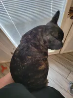 Moose , a male French Bulldog for sale in Gulfport, MS – 2 of 5