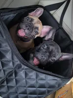 Moose , a male French Bulldog for sale in Gulfport, MS – 4 of 5