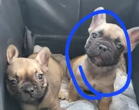 Dodger, a male French Bulldog for sale in Gulfport, MS – 2 of 4