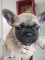 Dodger, a male French Bulldog for sale in Gulfport, MS – 4 of 4
