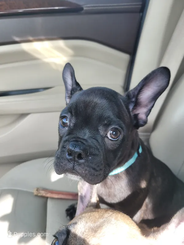 Dozer pending p u  – French Bulldog puppy for sale in Gulfport, MS