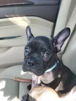 Dozer pending p u , a male French Bulldog for sale in Gulfport, MS – 1 of 9