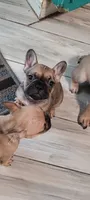 Lucky, a female French Bulldog for sale in Gulfport, MS – 3 of 4