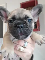 Dodger, a male French Bulldog for sale in Gulfport, MS – 1 of 4