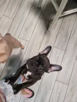 Dozer pending p u , a male French Bulldog for sale in Gulfport, MS – 5 of 9