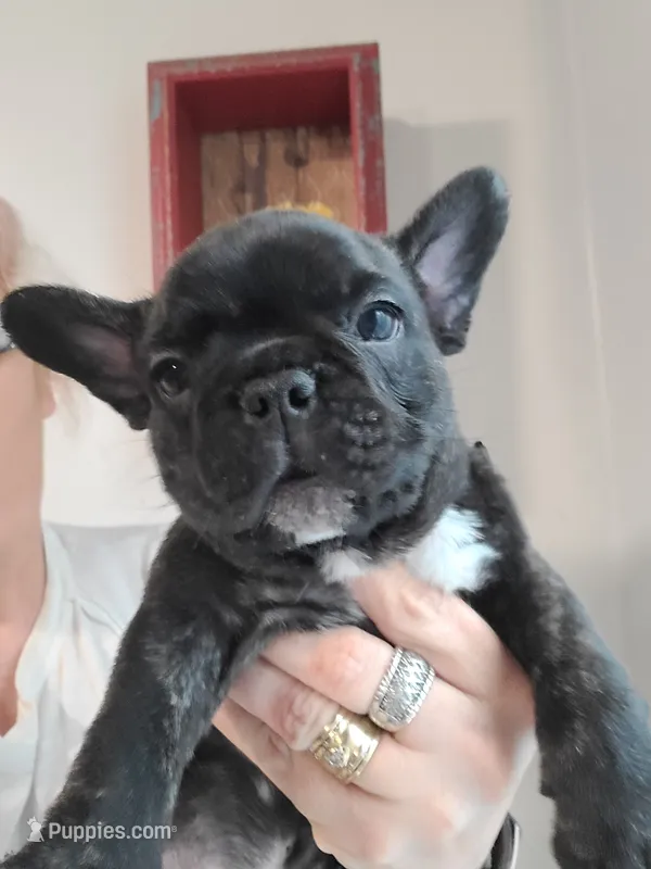 Moose – French Bulldog puppy for sale in Gulfport, MS