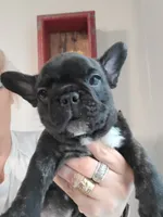 Moose, a male French Bulldog for sale in Gulfport, MS – 1 of 2