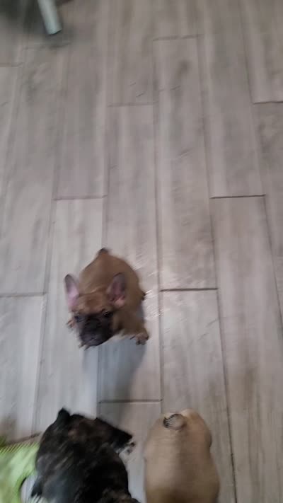 Lucky pending , a female French Bulldog for sale in Gulfport, MS – 5 of 5