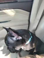 Dozer pending p u , a male French Bulldog for sale in Gulfport, MS – 7 of 9