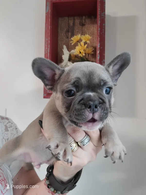 Blue – French Bulldog puppy for sale in Gulfport, MS