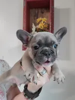 Blue, a male French Bulldog for sale in Gulfport, MS – 1 of 4