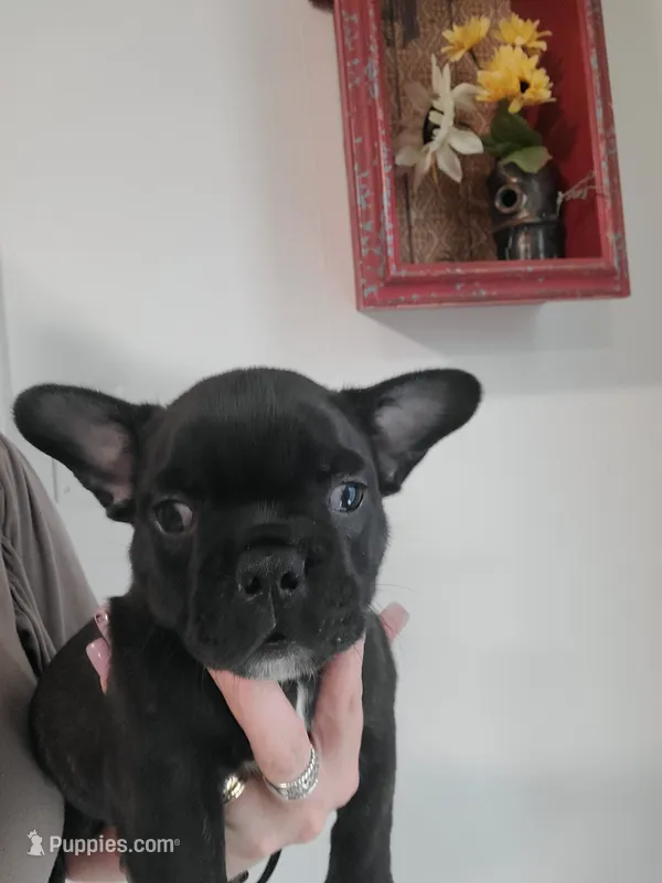 Moose  – French Bulldog puppy for sale in Gulfport, MS