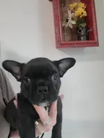 Moose , a male French Bulldog for sale in Gulfport, MS – 1 of 5