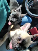 Dozer pending p u , a male French Bulldog for sale in Gulfport, MS – 3 of 9