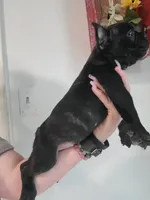 Dozer, a male French Bulldog for sale in Gulfport, MS – 2 of 3