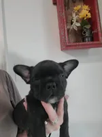 Moose , a male French Bulldog for sale in Gulfport, MS – 5 of 5