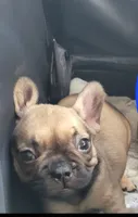 Lucky, a female French Bulldog for sale in Gulfport, MS – 1 of 4