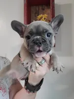 Blue, a male French Bulldog for sale in Gulfport, MS – 3 of 4