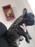 Moose , a male French Bulldog for sale in Gulfport, MS – 3 of 5