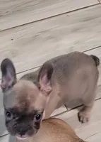 Lucky, a female French Bulldog for sale in Gulfport, MS – 2 of 4