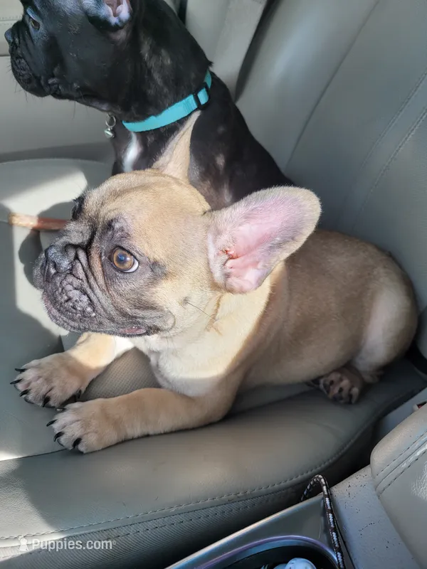 batman  – French Bulldog puppy for sale in Gulfport, MS