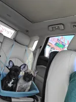 Dozer pending p u , a male French Bulldog for sale in Gulfport, MS – 8 of 9