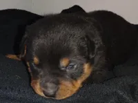 Mr. Lime Green, a male Rottweiler for sale in Butler, IN – Photo 3 of 7