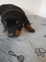 Mr. Lime Green, a male Rottweiler for sale in Butler, IN – Photo 7 of 7