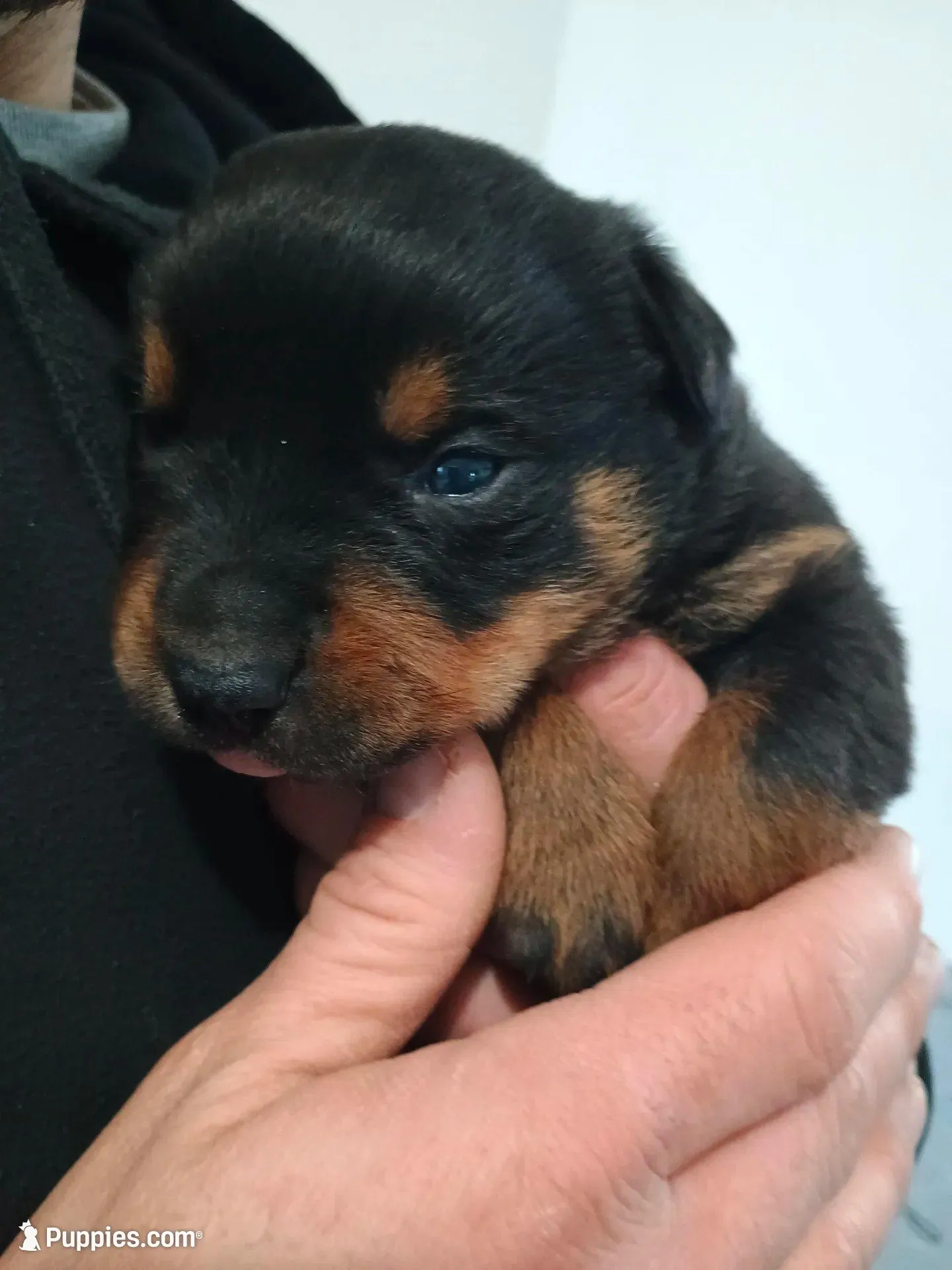 Mr. Lime Green – Rottweiler puppy for sale in Butler, IN