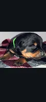 Mr. Lime Green, a male Rottweiler for sale in Butler, IN – Photo 6 of 7