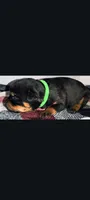 Mr. Lime Green, a male Rottweiler for sale in Butler, IN – Photo 4 of 7