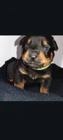 Mr. Lime Green, a male Rottweiler for sale in Butler, IN – Photo 2 of 7