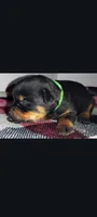 Mr. Lime Green, a male Rottweiler for sale in Butler, IN – Photo 5 of 7
