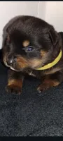 Mr. Yellow, a male Rottweiler for sale in Butler, IN – Photo 5 of 7