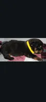 Mr. Yellow, a male Rottweiler for sale in Butler, IN – Photo 4 of 7