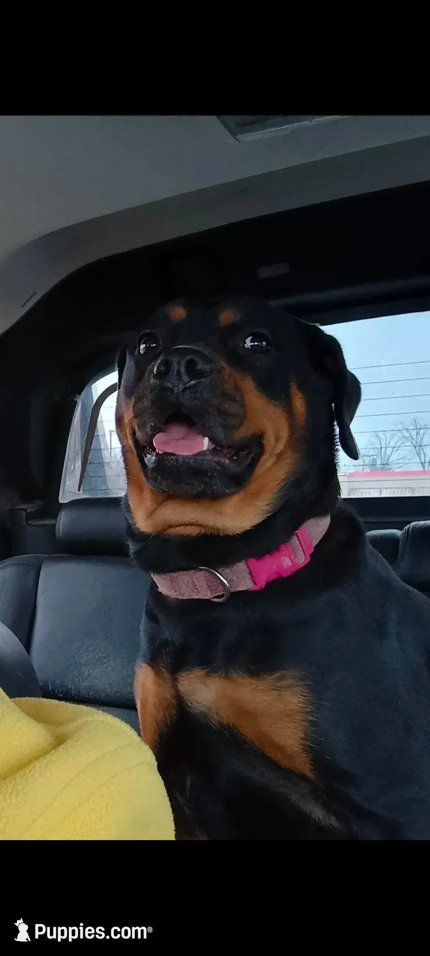 Mr. Yellow, a male Rottweiler for sale in Butler, IN – Photo 6 of 7