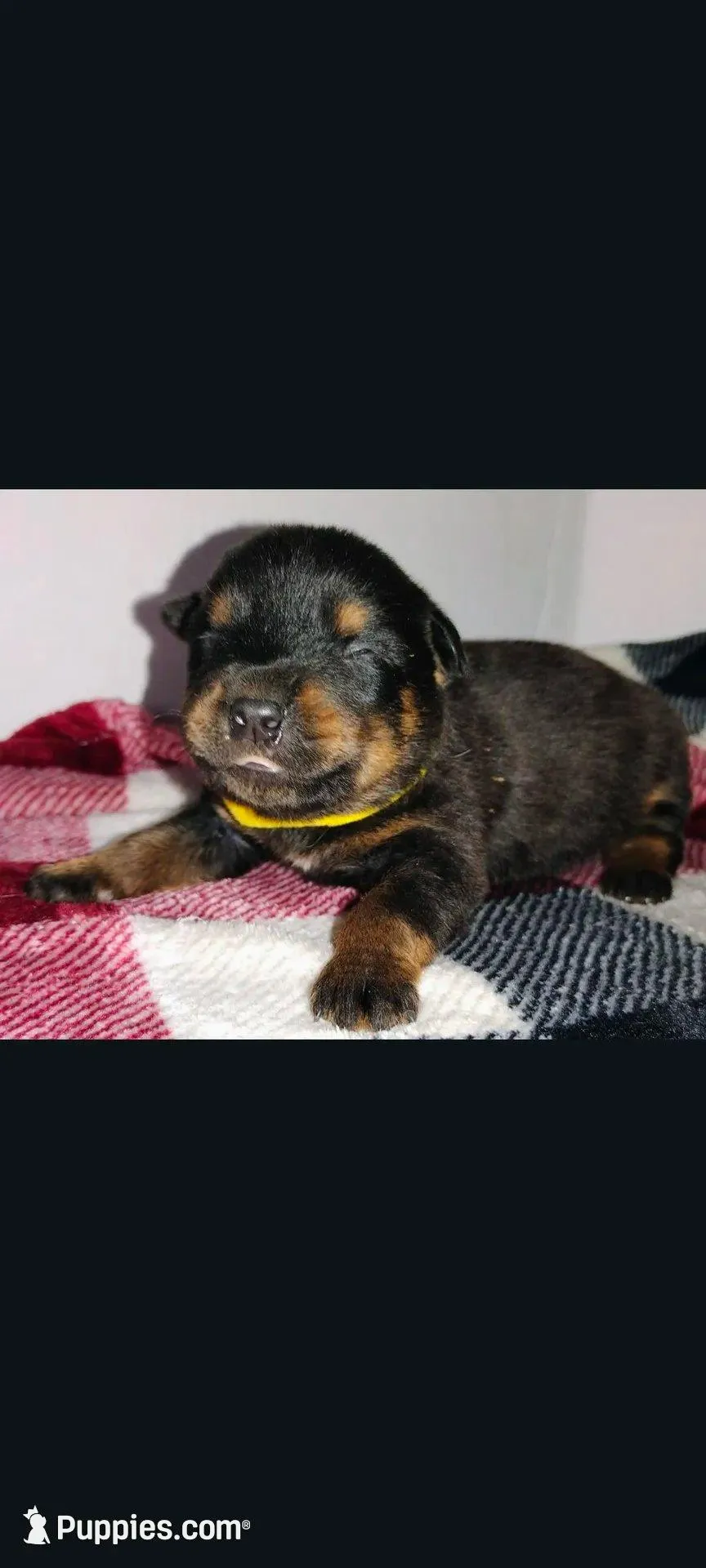 Mr. Yellow, a male Rottweiler for sale in Butler, IN – Photo 3 of 7