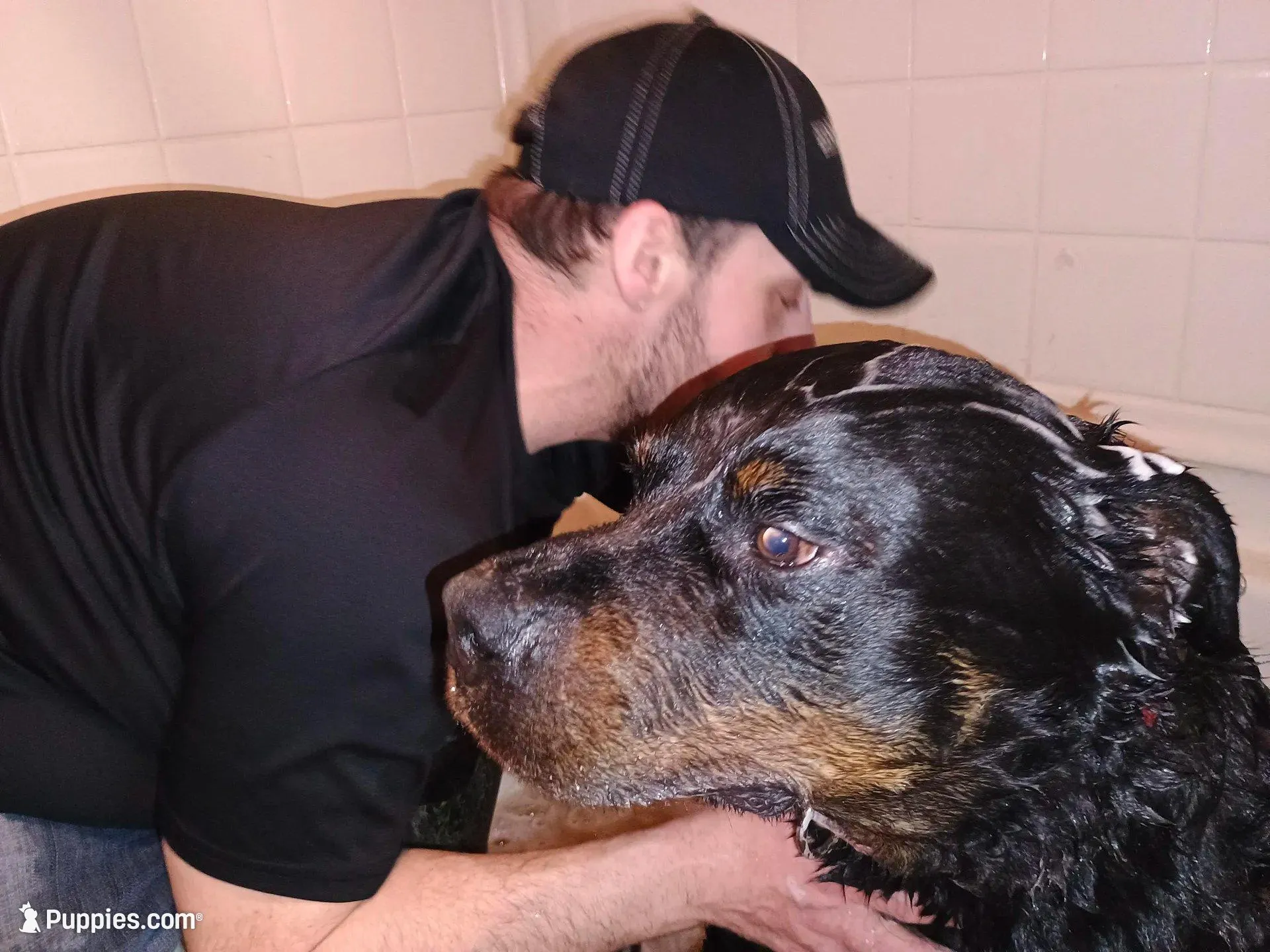Mr. Yellow, a male Rottweiler for sale in Butler, IN – Photo 7 of 7