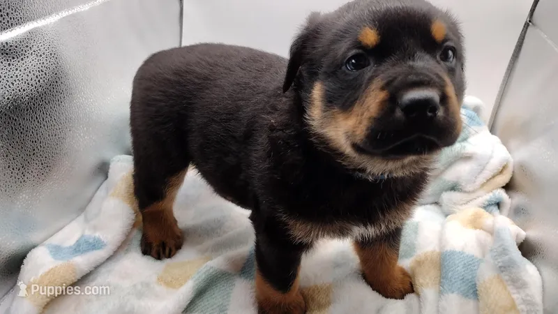 Mr. Blue – Rottweiler puppy for sale in Butler, IN