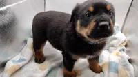 Mr. Blue, a male Rottweiler for sale in Butler, IN – Photo 1 of 9