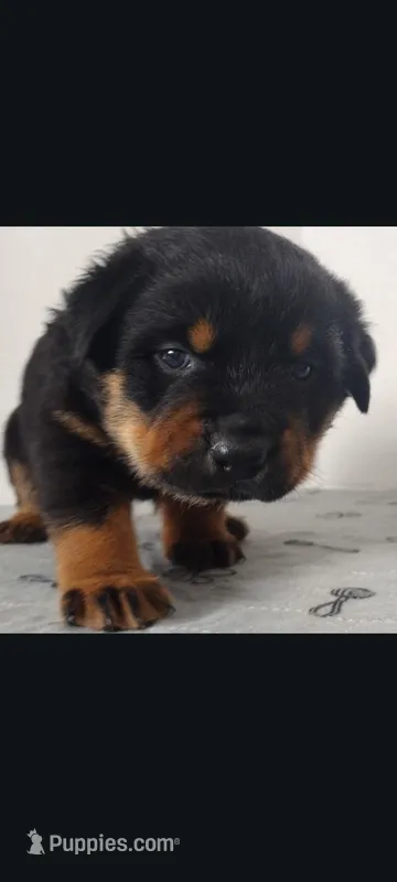 Mr. Blue – Rottweiler puppy for sale in Butler, IN
