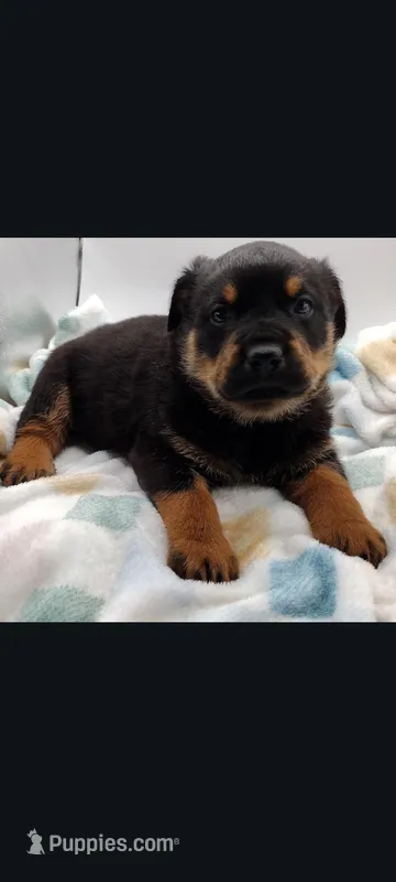 Mr. Blue – Rottweiler puppy for sale in Butler, IN