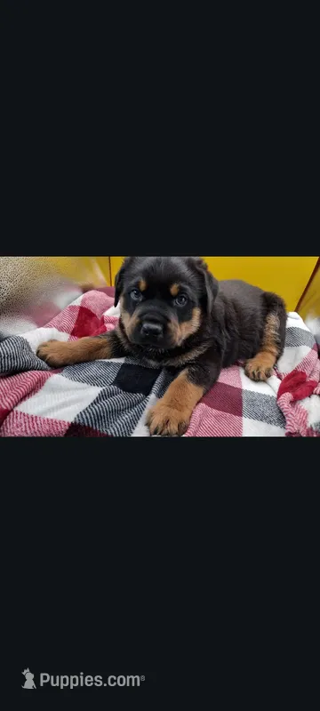 Mr. Blue – Rottweiler puppy for sale in Butler, IN